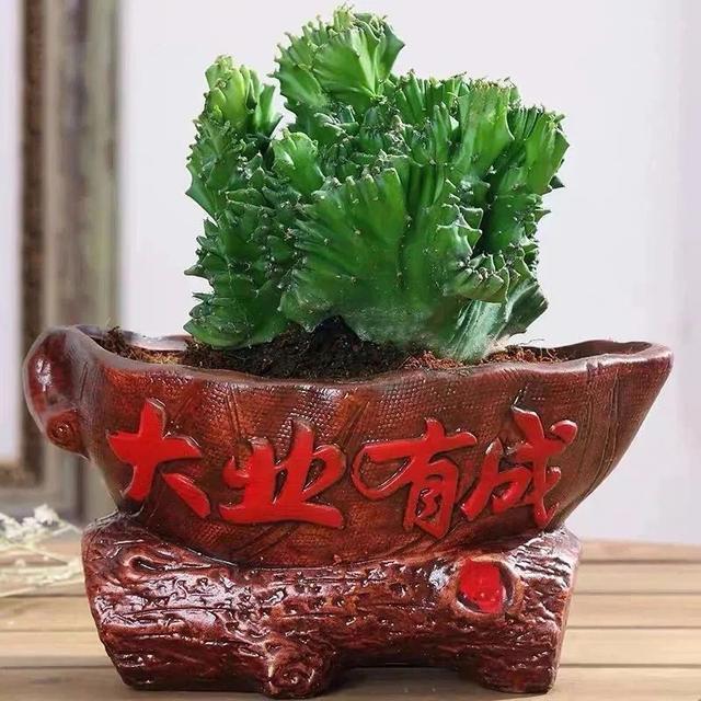 玉麒麟花的风水作用