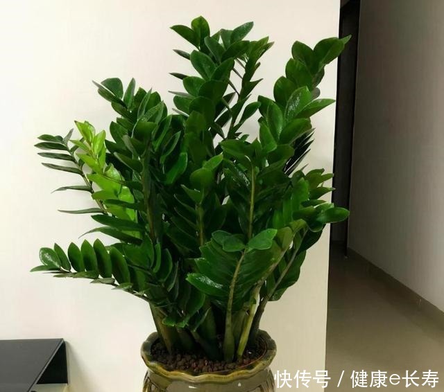 家里有养这5种花,别老是拿去晒太阳,容易晒出问题!