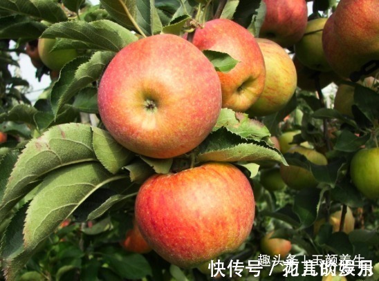 苹果|让人倒下的不是病,而是无知!吃苹果的2大禁忌,大家来了解下