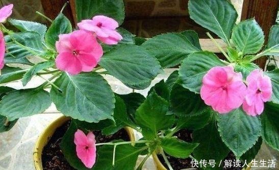 自制|工地上的这“2物”，是养花的宝贝，随手捡点回家，营养土不用买！