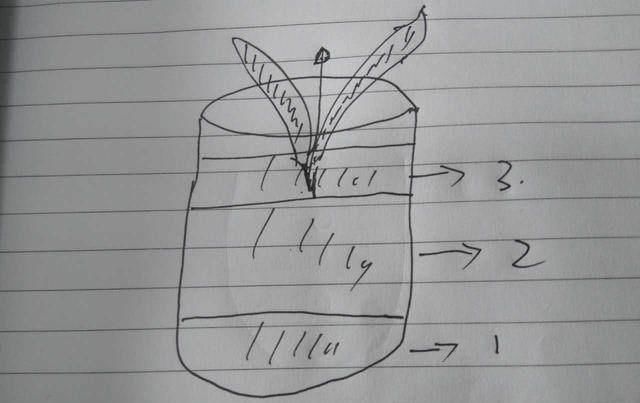 盆栽|家中的盆栽君子兰长侧芽的怎么办呢这样处理最完美