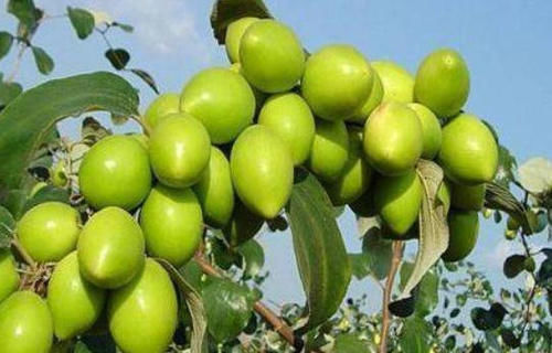 长寿|人到中年想长寿,要坚持吃3种食物,排毒养颜,提高免疫力!