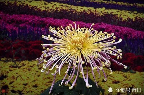  时间|跨越时间和空间的悲恸，从一首词看词帝李煜的亡国感伤