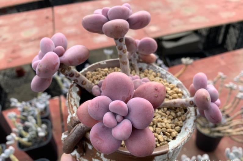 法师|这些多肉会因为状态不同而有多个名称,大家入手的时候要注意