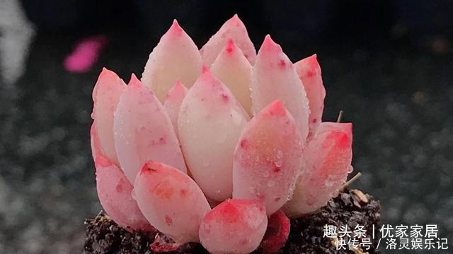 品种|以胖为美的12款漂亮多肉,很多都是大普货,喜欢养多肉的你养了吗