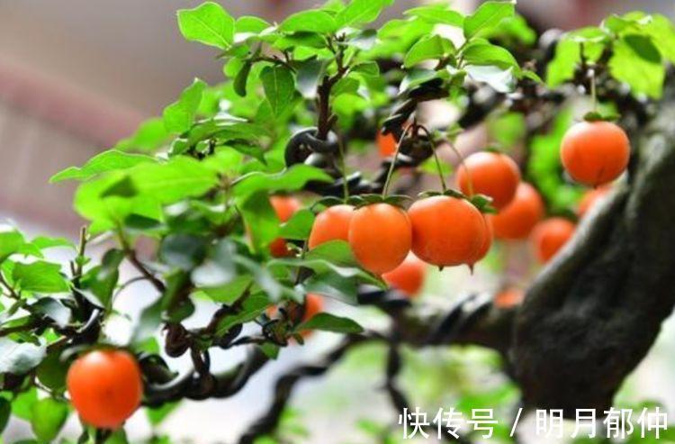 金弹子金弹子|有钱人都养3种树,漂亮又高贵,越养越值钱,旺运一整年