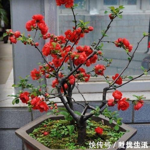 树桩|一鸣惊人的5种树桩盆景,好看还不贵,养家里奢华显档次!