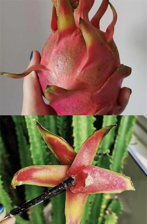 发箍|芒果做的发夹,火龙果做的发夹,看到榴莲发箍免费送吗