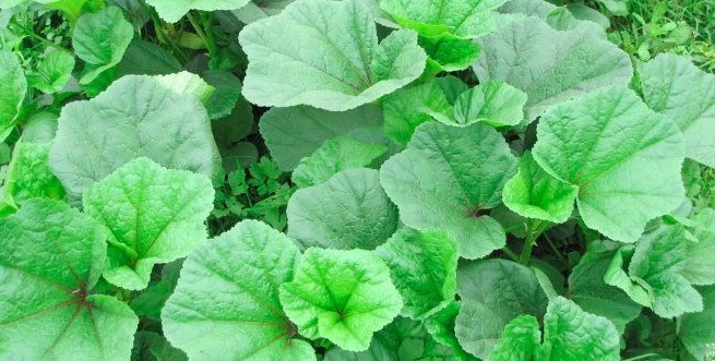女人|爱吃野菜的女人最美丽，常吃以下几种野菜可美容养颜、清热解毒