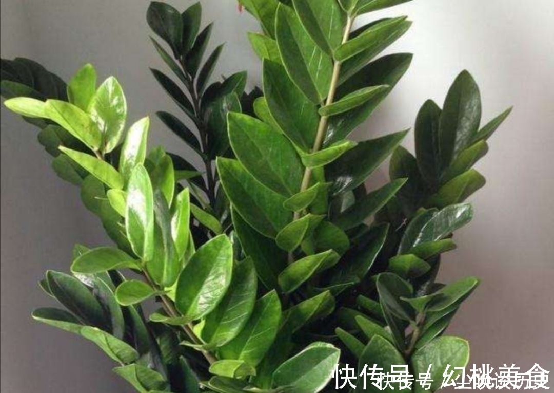 金钱树不长新芽，给它做好3个关键点，很快就能冒新芽