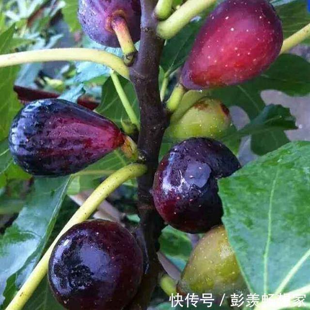 养花不是新鲜事，现在种棵“无花果”，满满当当全是果！