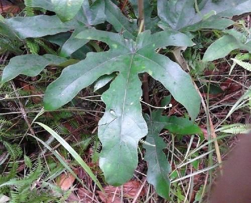 冬病夏治|此种“五爪龙”炖汤大补，入药可治肺痨咳嗽，竟有人当柴烧