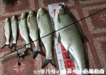 垂钓|长江该禁止钓鱼一男子长江“疯钓”野生白鱼,引网友怒怼