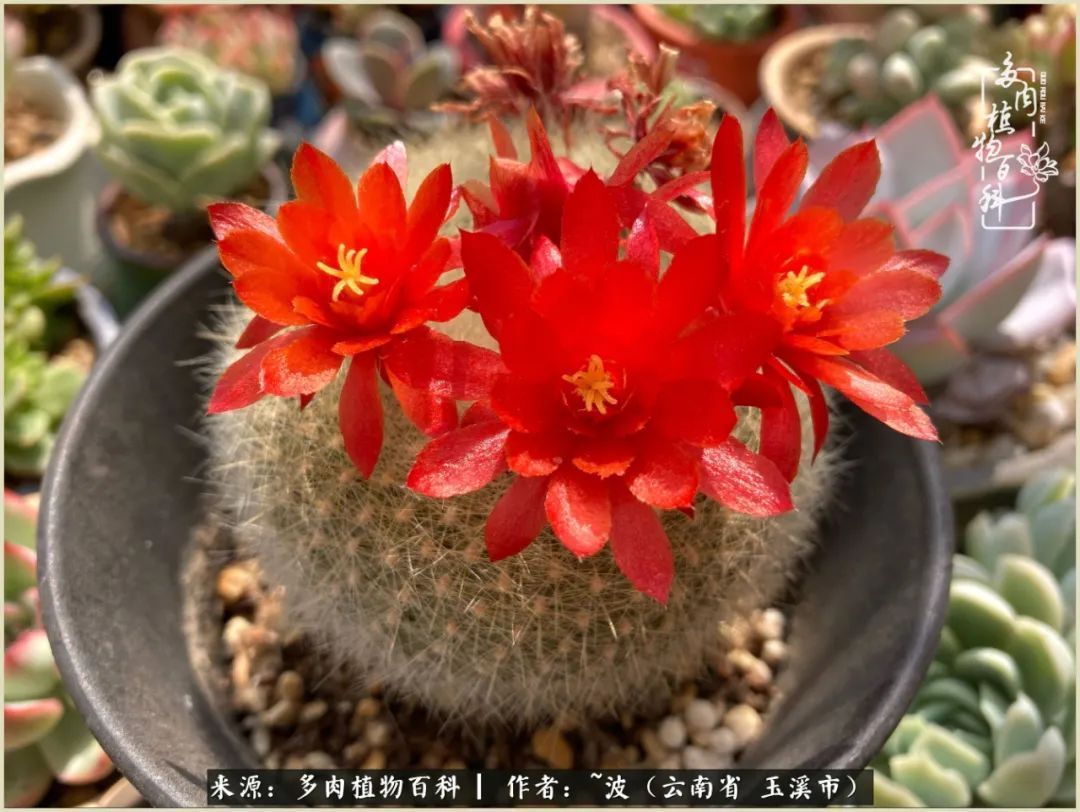 多肉|遇见即美,花事未荼蘼!种一桌子多肉,看花开花落!