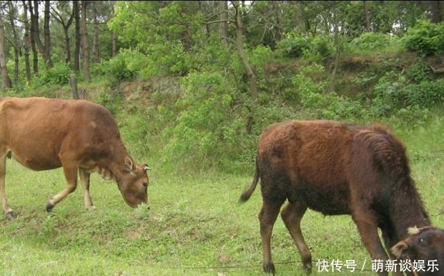 父亲娶|古人出了个千古绝对！上联是“老牛吃嫩草”下联非常有意思！