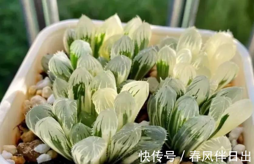 多肉|叶插多肉植物玉露,注意3个技巧才不容易出问题