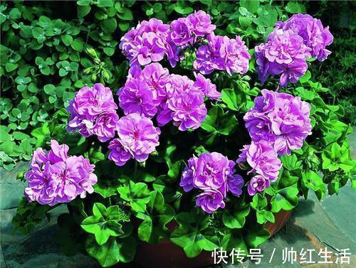 冬天养天竺葵,了解掌握4个要点,开出层叠群花!