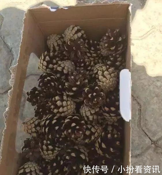 君子兰的土里掺点“它”,10年不烂根,越长越壮实