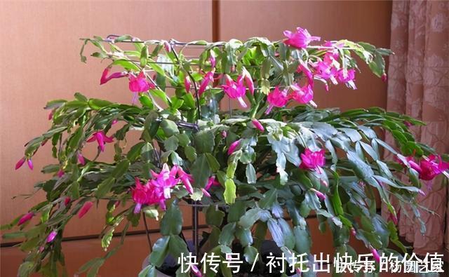 蟹爪兰|天冷后，这几种花就得“穷养”，不施肥、少浇水，越长越旺