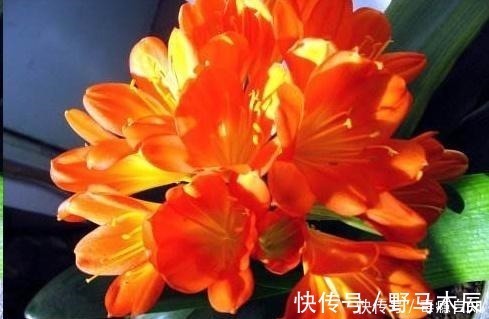 叶片|君子兰养了好几年,就是不开花,用了这个小技巧,一下开了几十朵!