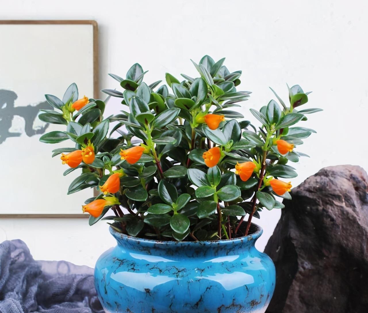 春节“吉利花”,开花金灿灿,小鱼几十条,“年年有鱼”年年好