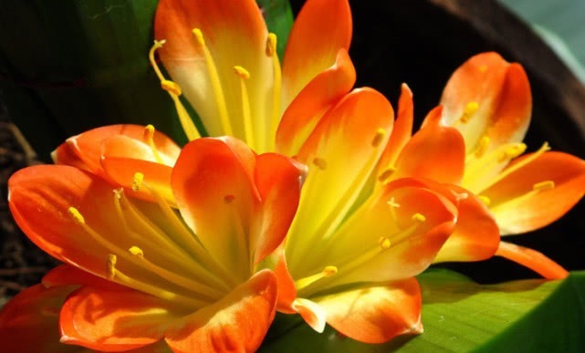 君子兰长得慢,开花小盆里扔点“它”,花朵大如拳,爆盆不是梦