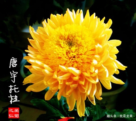 喜欢菊花,不如养盆“优良名菊”唐宇托桂,似金凤展翅,翱翔天际