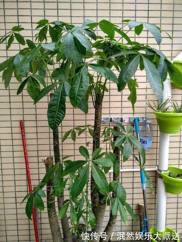 栀子花|北方家里当宝的花,南方大马路上全都是,我酸了!