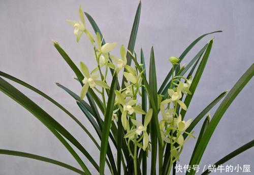 春天买花有技巧，4种花再便宜也别买，养不活白费力！