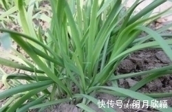蜂蜜|吃了韭菜后1小时内,切记别碰4种食物,不然引起身体不适