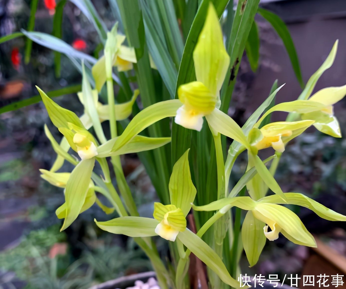 兰花施肥,掌握1句“口诀”,新芽“蹭蹭”冒,花朵“呼呼”开