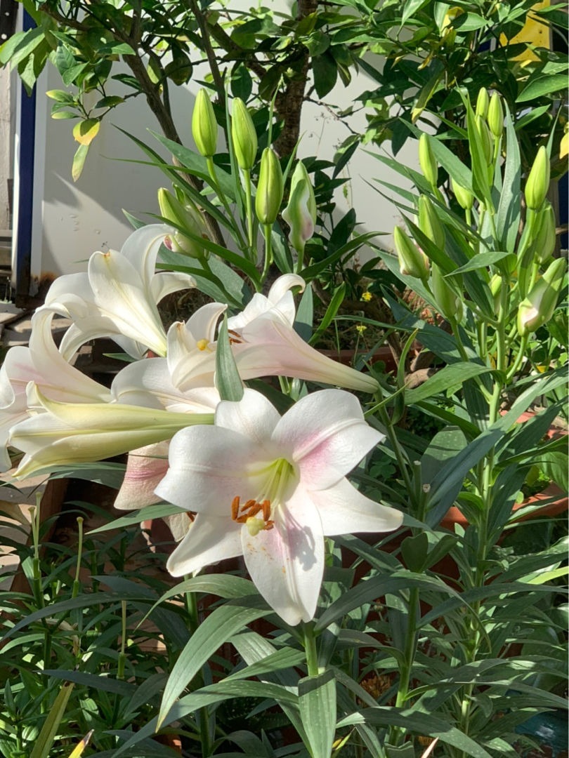 有些花虽好看，但是不适合养在卧室，你中招了吗