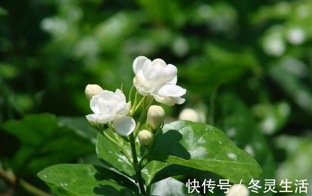 茉莉有“三怕”,老手花友也易踩坑,避开猛窜芽,花开一茬接一茬