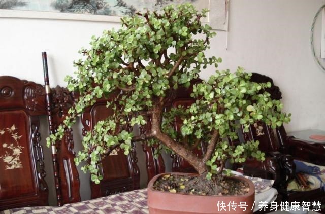 养好金枝玉叶,无非掌握“5要点”,做到位了,枝干粗壮、嫩叶窜!