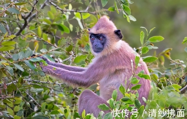 生肖猴|桃花爆棚缘分袭来，生肖猴在月神帮助下，转角遇到心仪之人