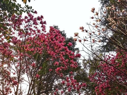 春暖花开日，这些“宝藏”赏花地，值得你打卡