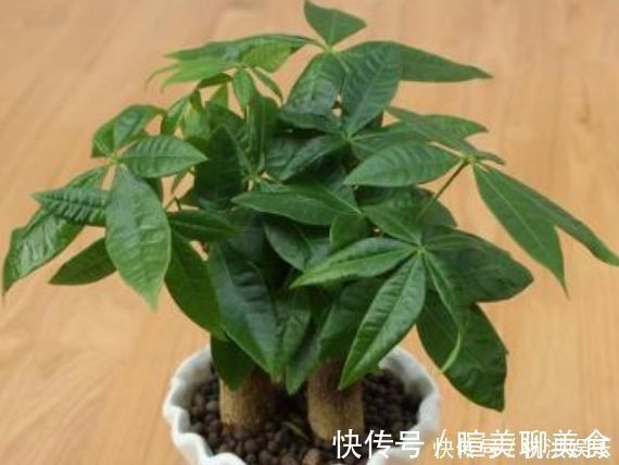 发财树|“四朵花”最适合懒人养,埋在土里就活,水疯狂地长,漂亮的开花期长