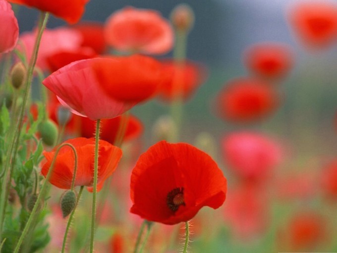 此花所代表的是希望，但却是一种危险的花，十分的好看