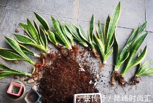 圆叶虎皮兰|虎皮兰进入8月经常“饿”,从三个方面喂饱它,才爱出小芽