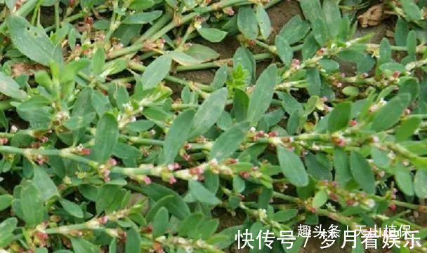 长命菜|一种野菜又叫长命菜，经常用来对付肠胃炎，如今卖得比猪肉都贵