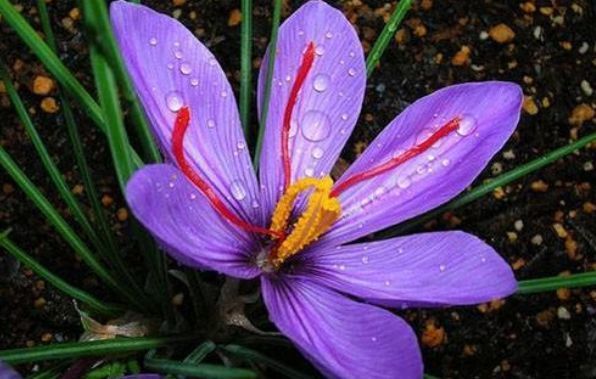 花卉|几款花卉养在家里，四季繁花似锦，花开枝繁叶茂