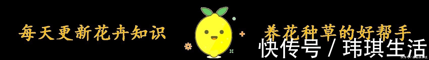 修剪|夏天养茉莉，叶子翠绿开花茂密，茉莉清香飘满屋