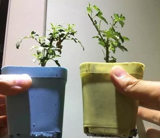 3种枝条泡水里,10天长根,一次开花100朵,水培成活率更高!