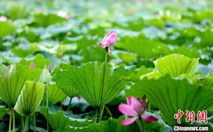 听涛景区|武汉荷花绽放