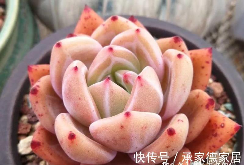 砍头|白露已过,多肉可以换盆和砍头,但操作过程中要注意4点和两不要