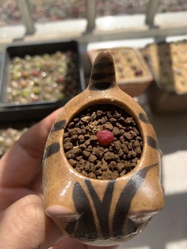 半年时间,多肉从3盆发展到600盆,入坑切莫太心急!