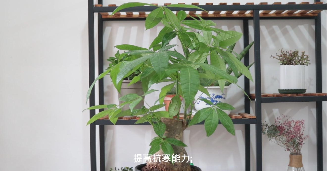 财树|冬季养护发财树,掌握越冬“4要素”,抗寒性增强,减少伤亡