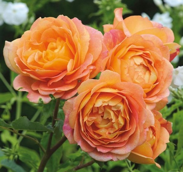 “玫瑰珍品”仲夏,热情如火,花色艳丽,可以说是养花必备