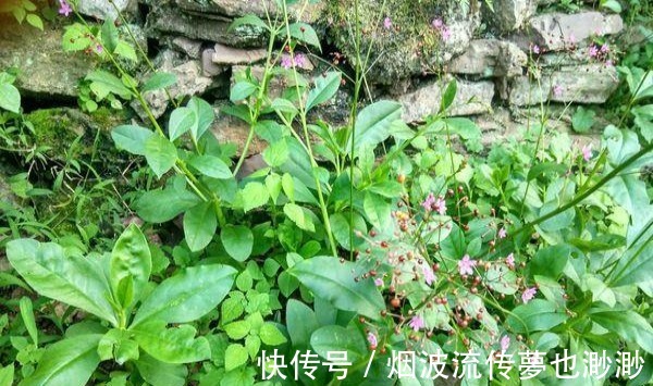 盆栽|农村这野草,长得漂亮常被挖走当盆栽,却不知是珍贵的“土人参”