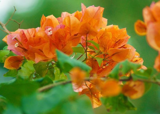 养花不好养,此种花卉,丢在阳台不管不问就爆盆,阳台秒变花海